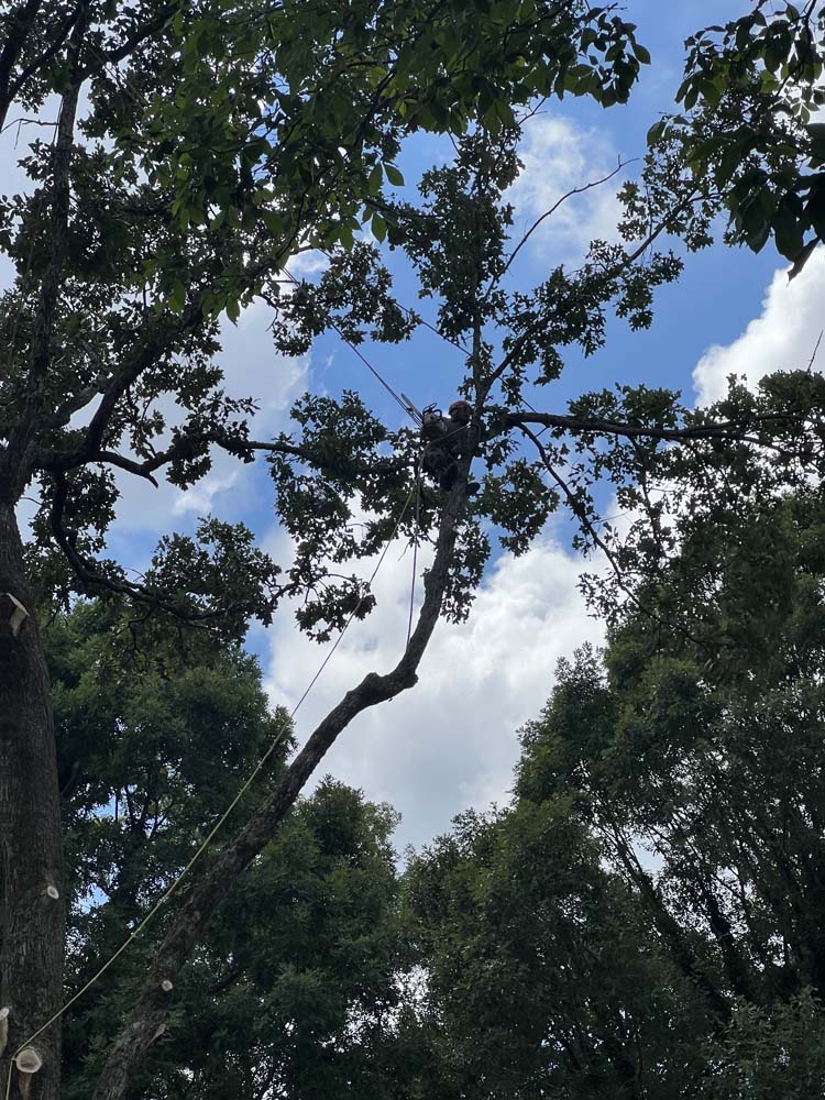 Topnotch Tree Trimming Service in Pelham, AL, 35124