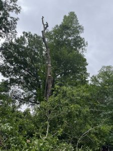Small Tree Removal in Pelham, AL Small Tree Removal in Pelham, AL