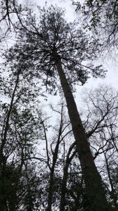 Quality Tree Service in Pelham, AL Quality Tree Service in Pelham, AL