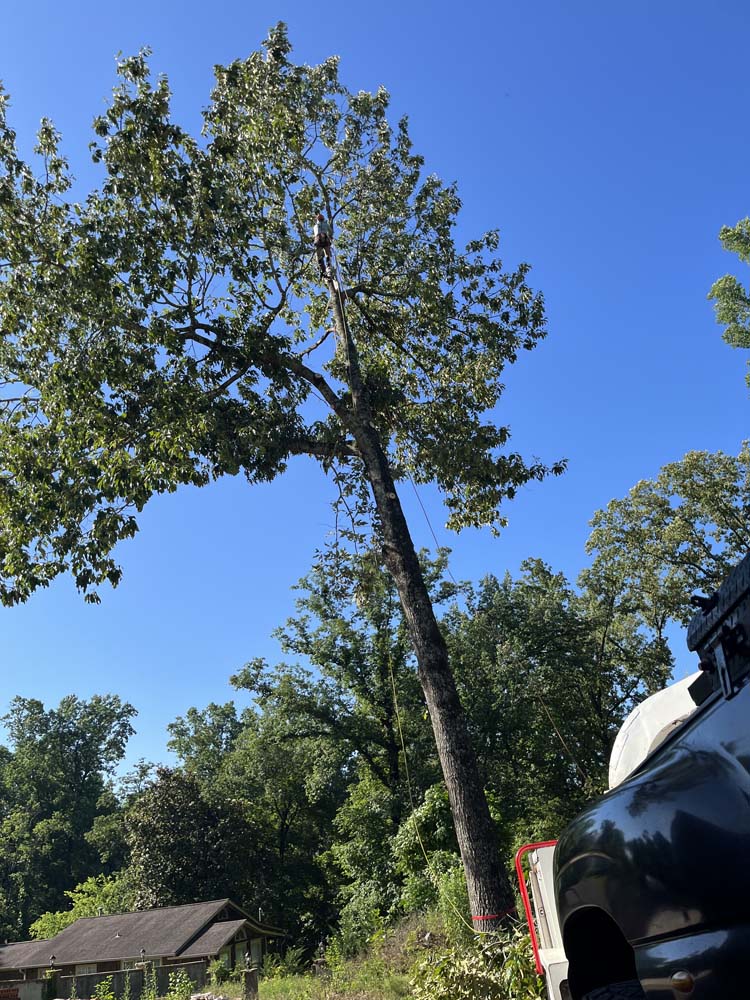 Topnotch Tree Trimming Service in Pelham, AL, 35124
